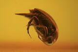 Two Fossil Beetles And Two Flies In Baltic Amber #123308-1